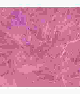 Belfilato - Flamingo 47952 Fuksia