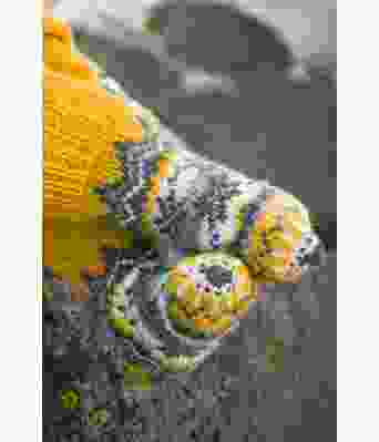 Fryd gule strikkede strømper - Viking 1710-10A